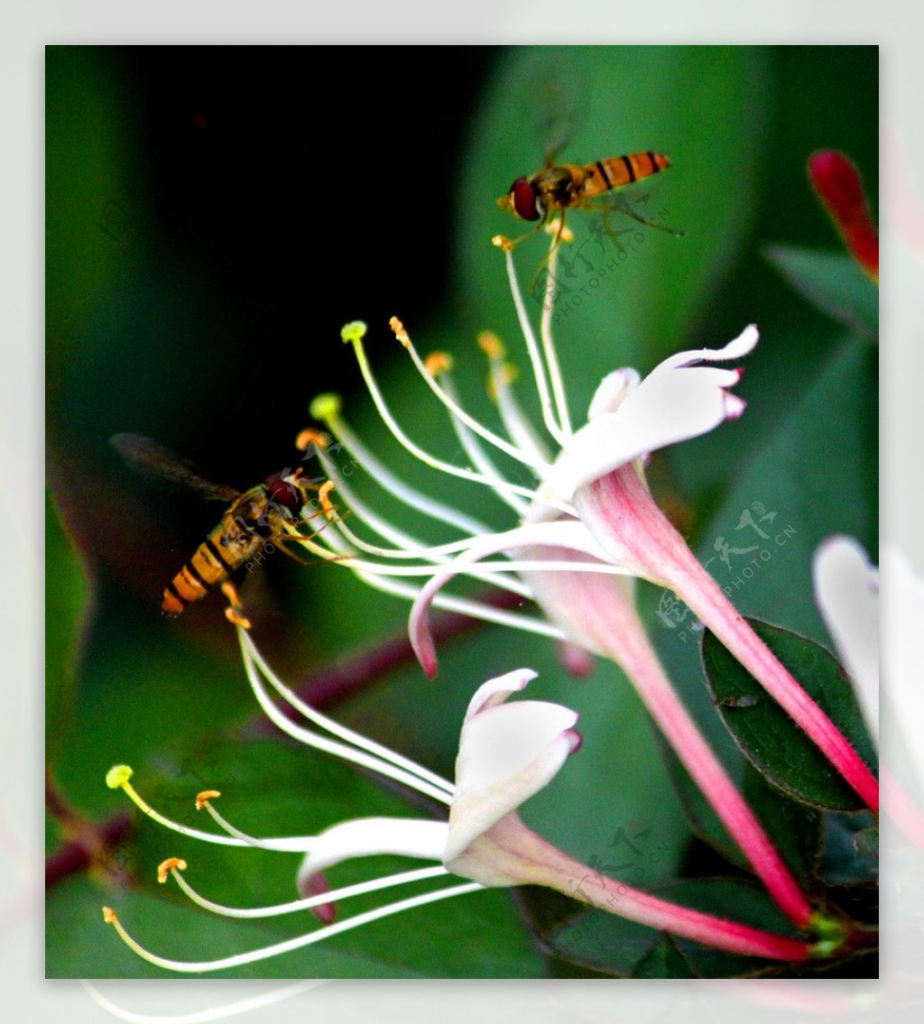 两只小蜜蜂图片