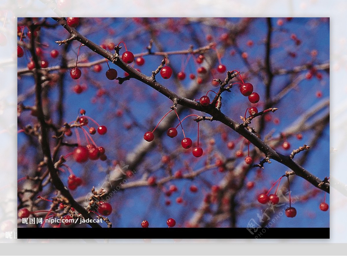 樹枝紅果子图片