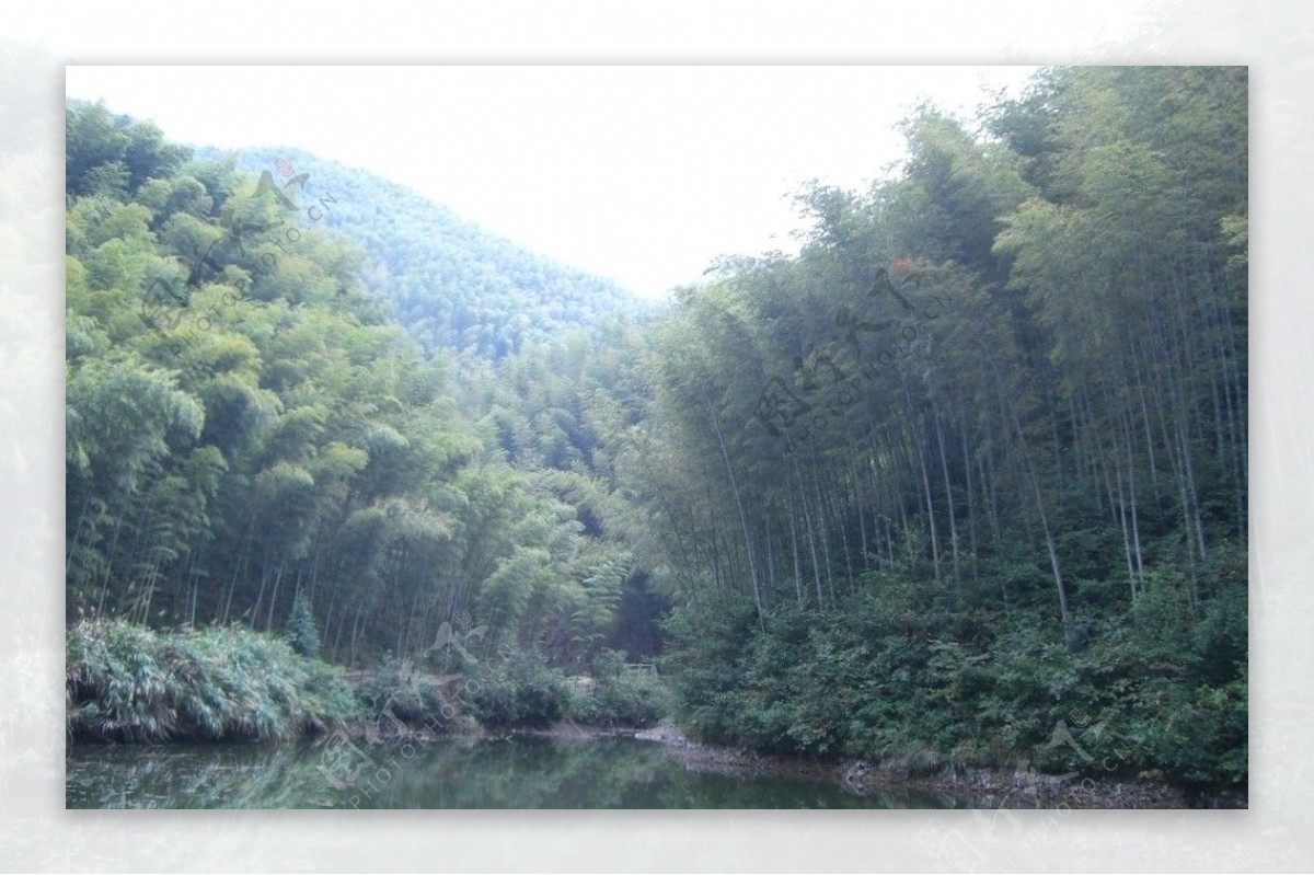 木坑竹海图片