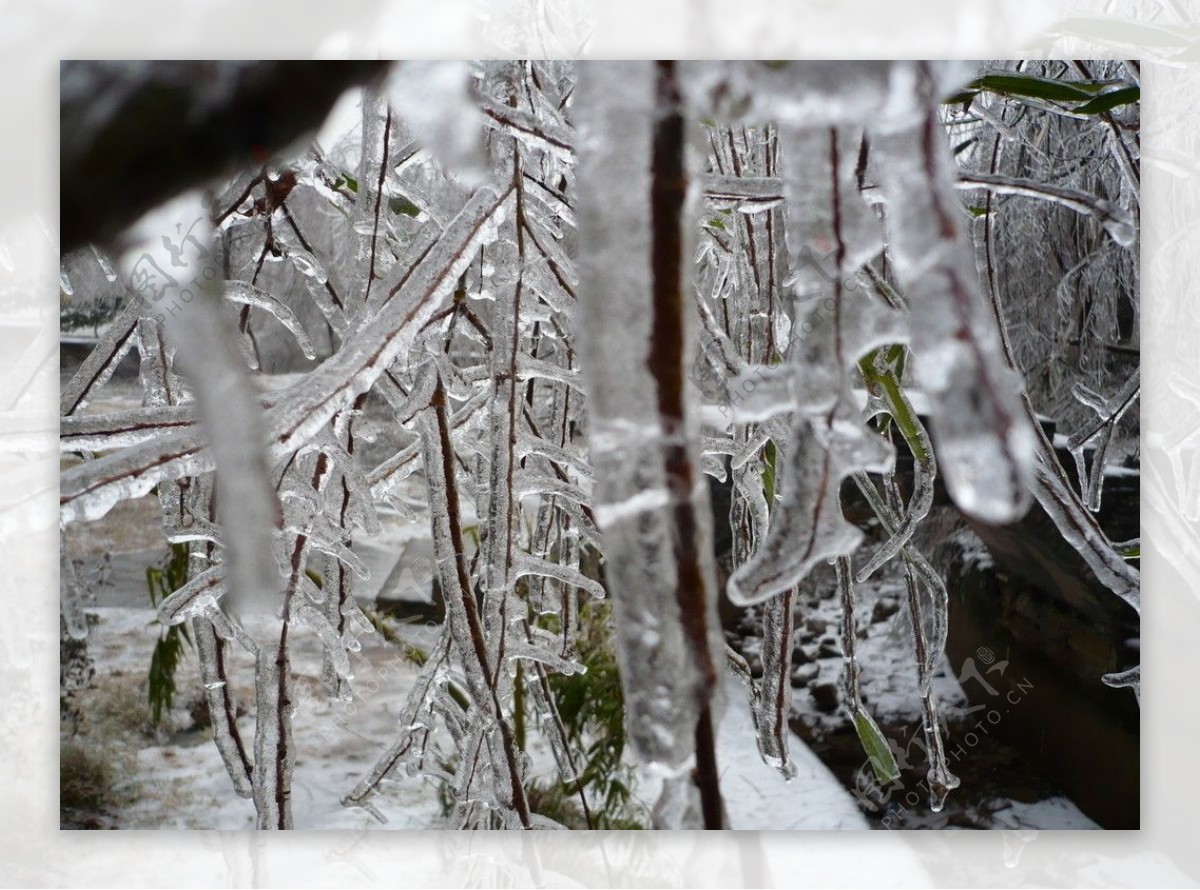 冰冻的树枝图片
