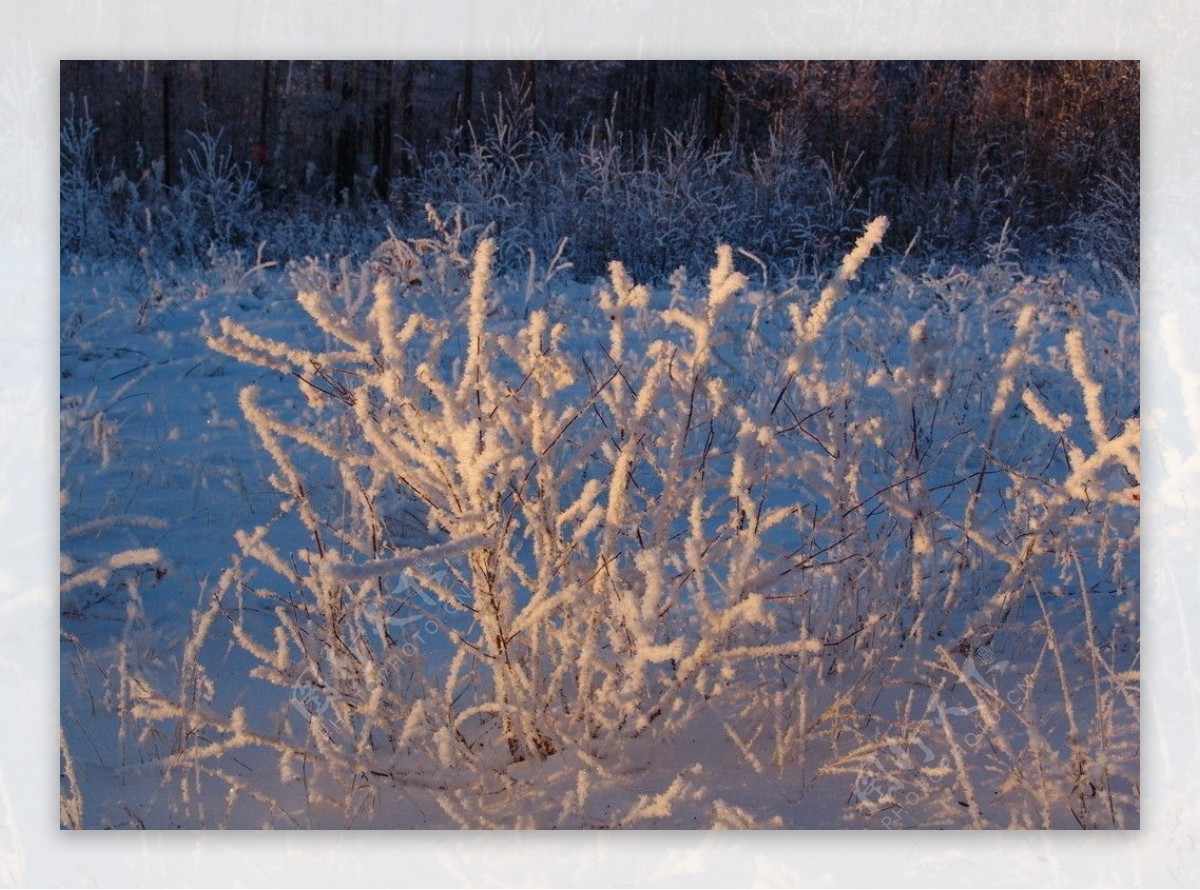 林中冬景图片