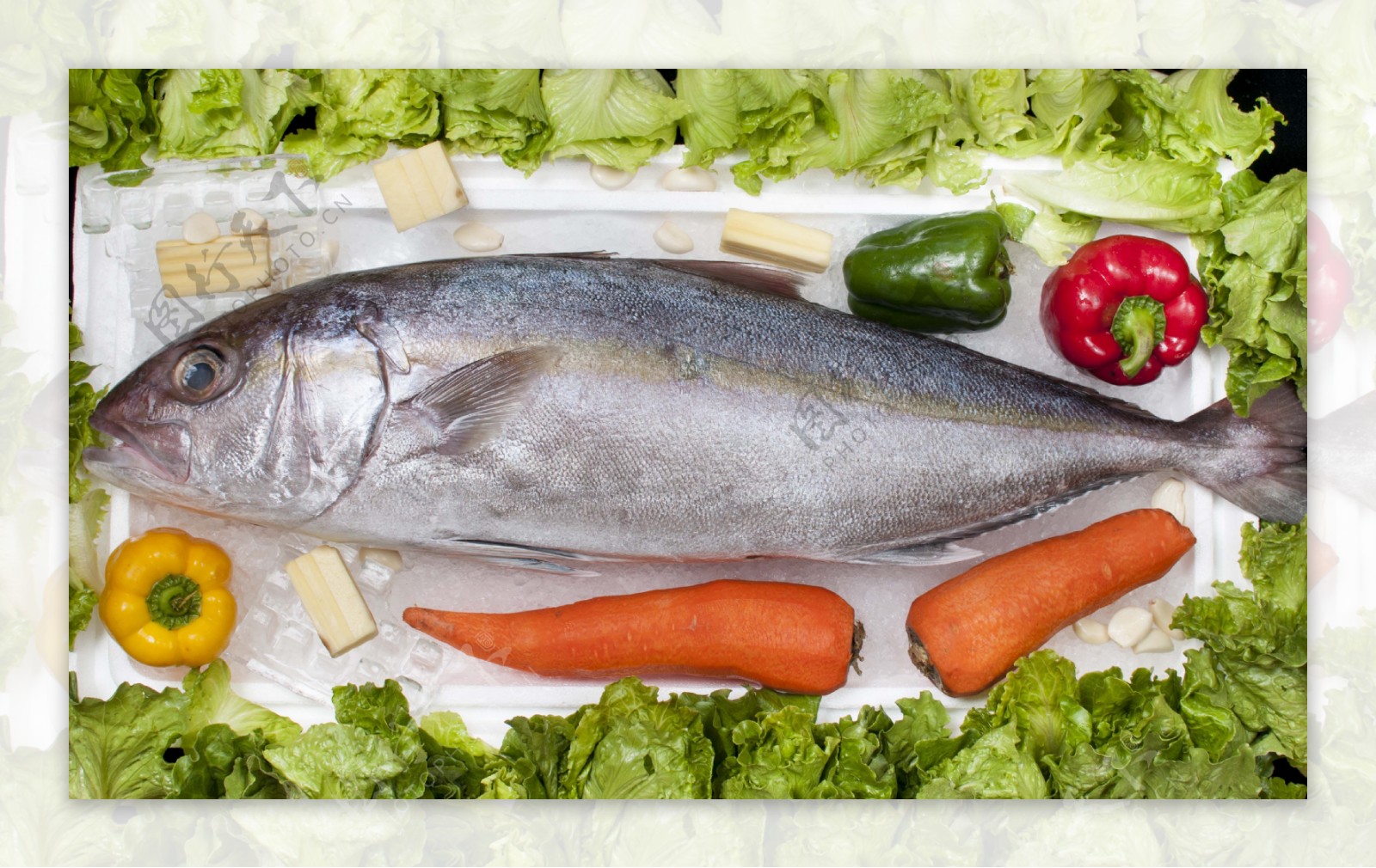 大西洋红鱼-Oceanpro Foods