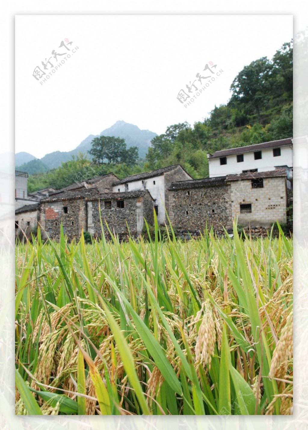 村屋水稻图片