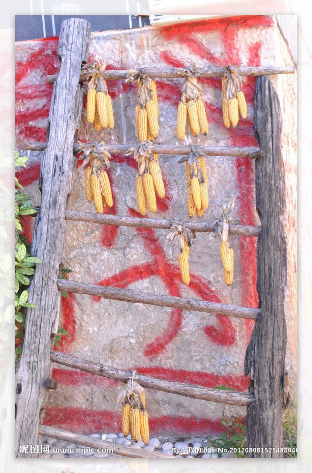 束河古镇玉米图片