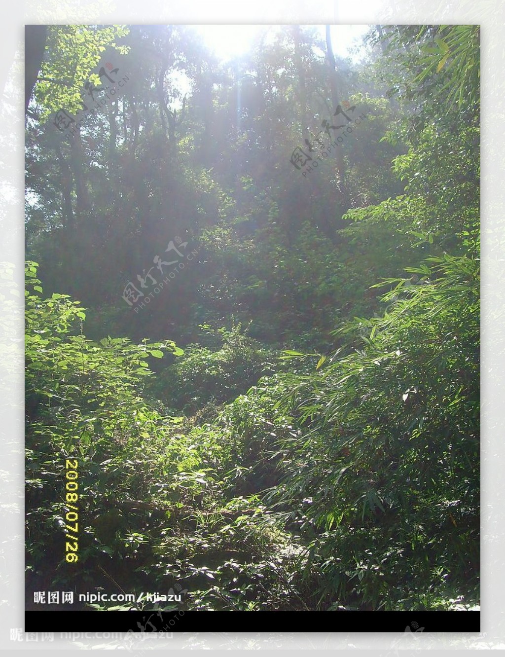 丛林阳光图片