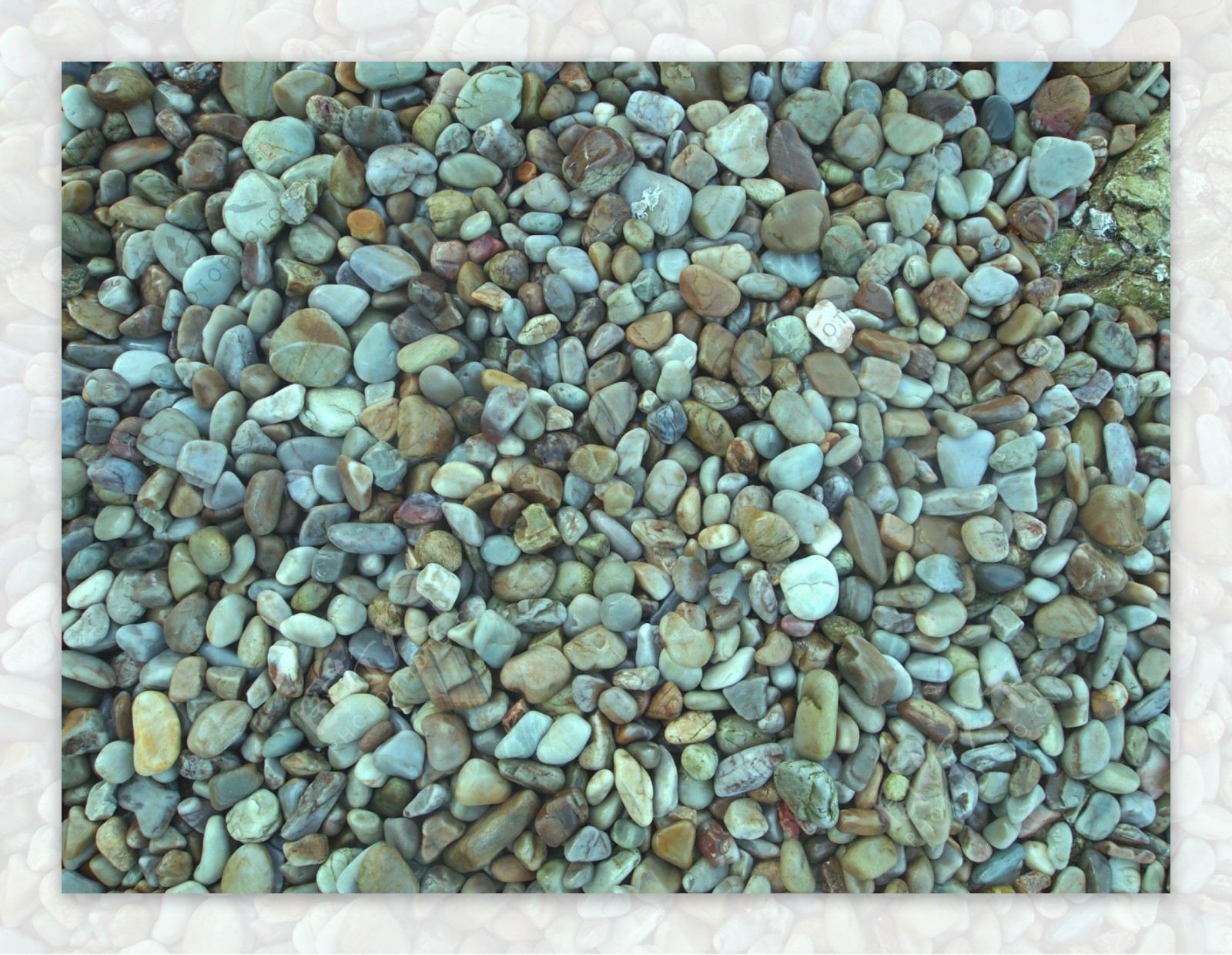 海石子图片