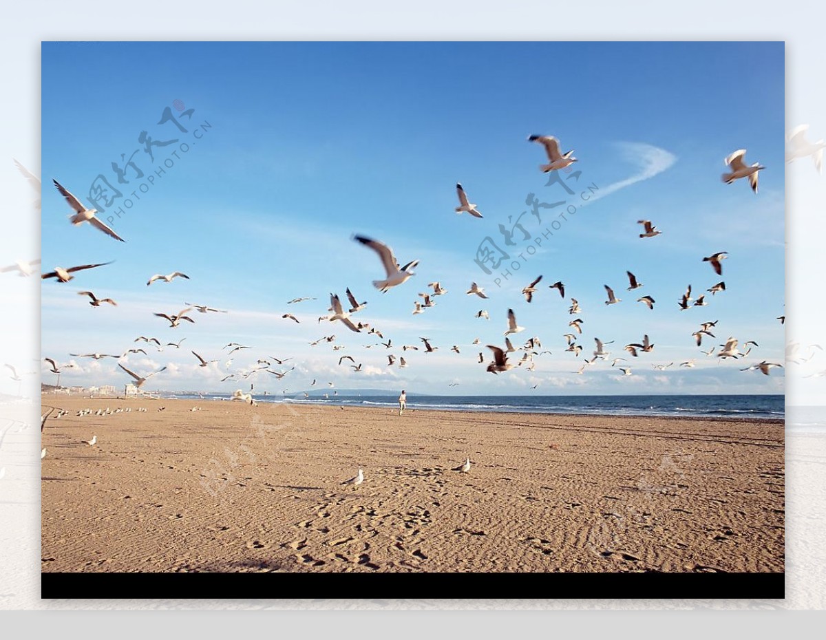 海边鸽子飞翔图片