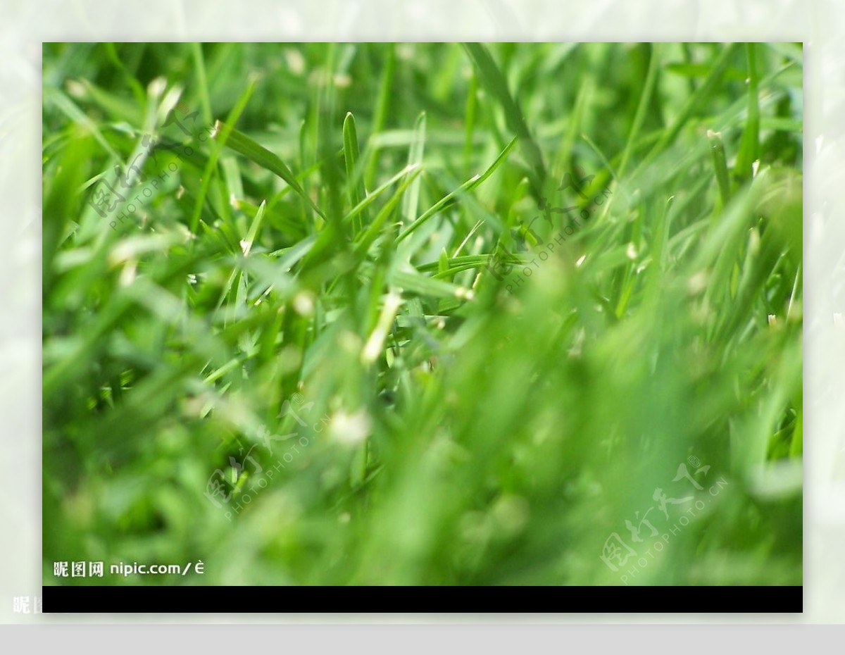 绿草萋萋图片