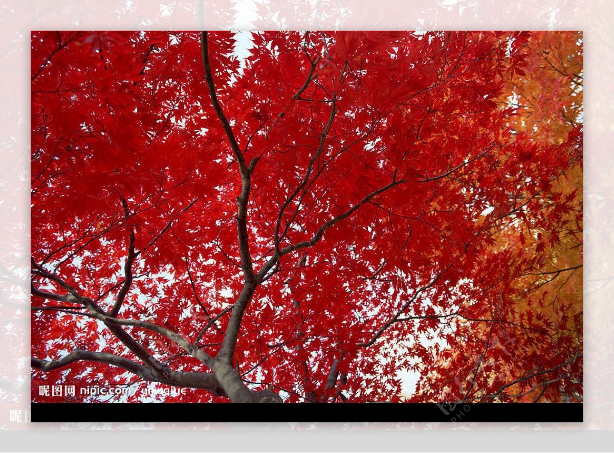 红叶枫树图片
