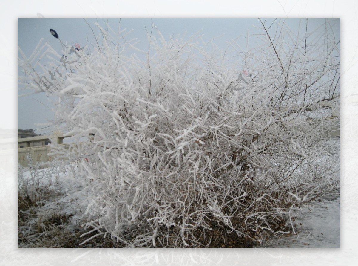鹤城雾松一颗矮树图片