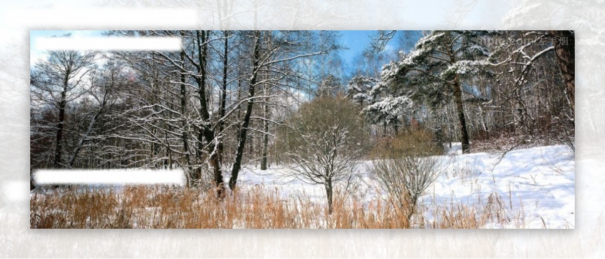 树林的冬日雪景图片