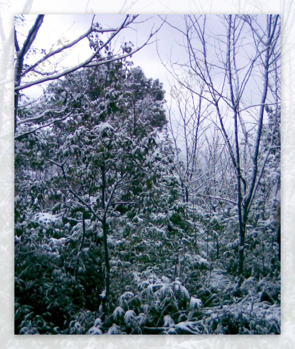雪景白雪树上的雪花图片