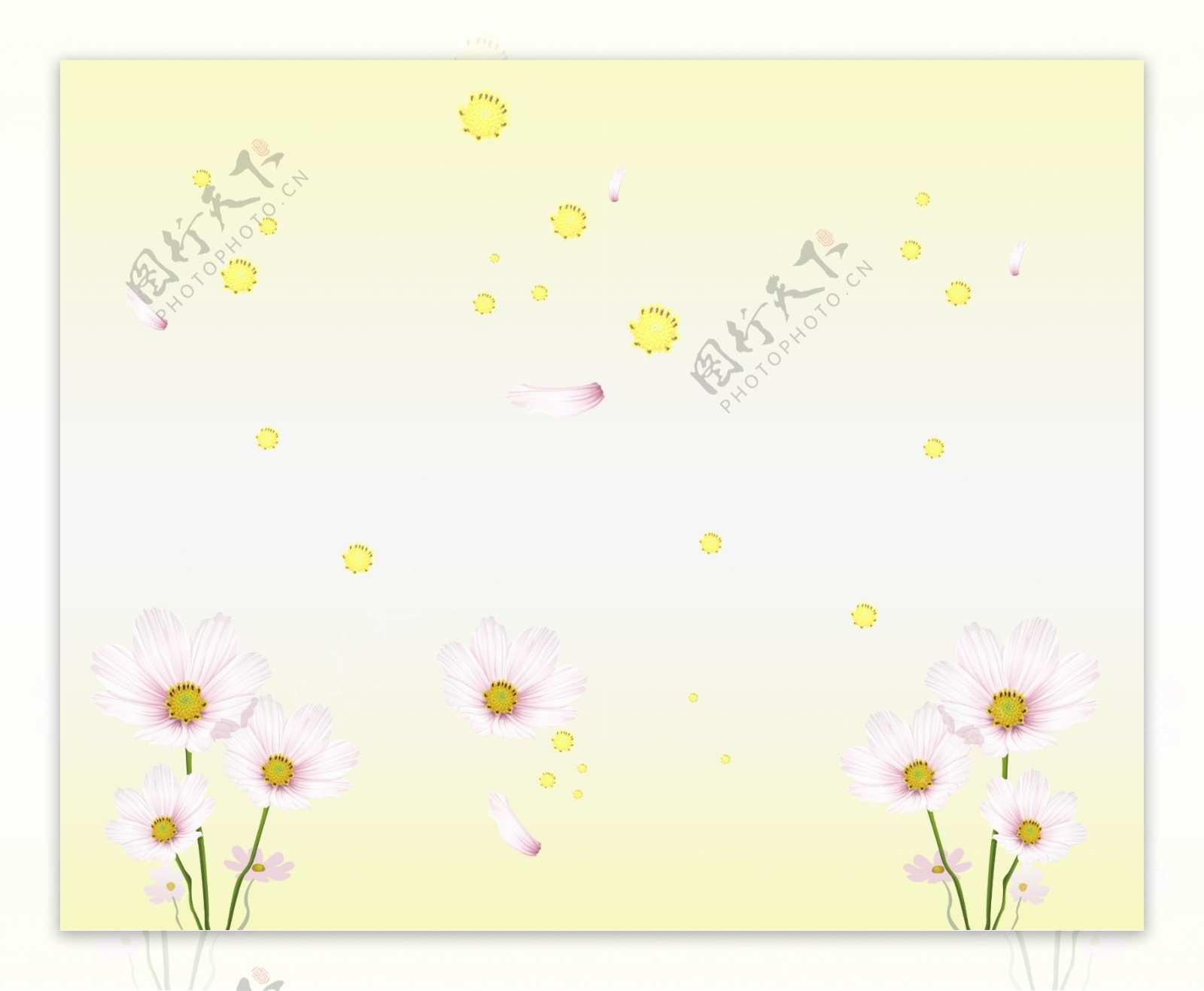 黄蕊白菊图片