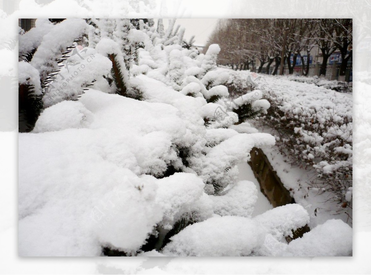 雪落松树图片