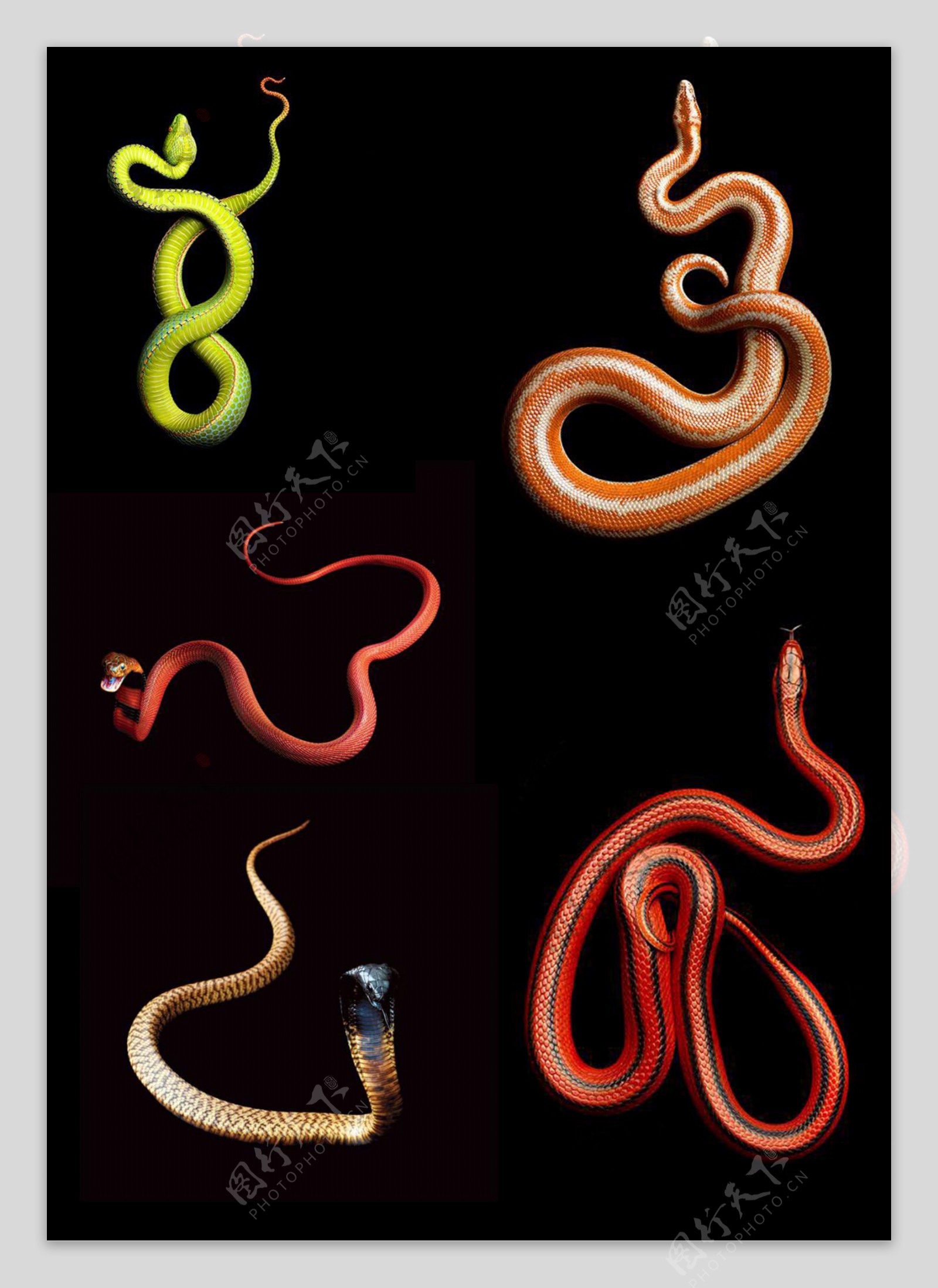 蛇图片