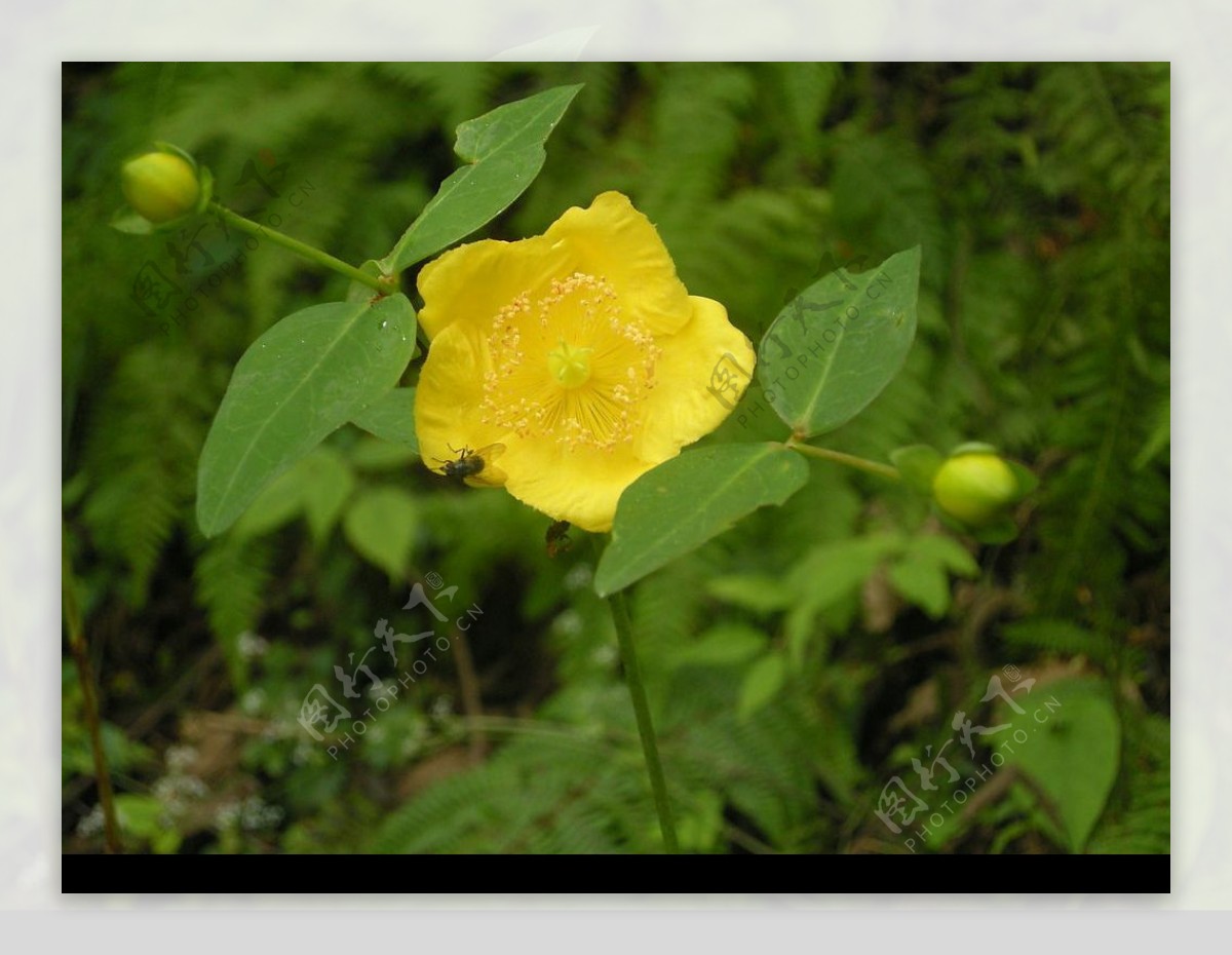 维西风光之花朵图片