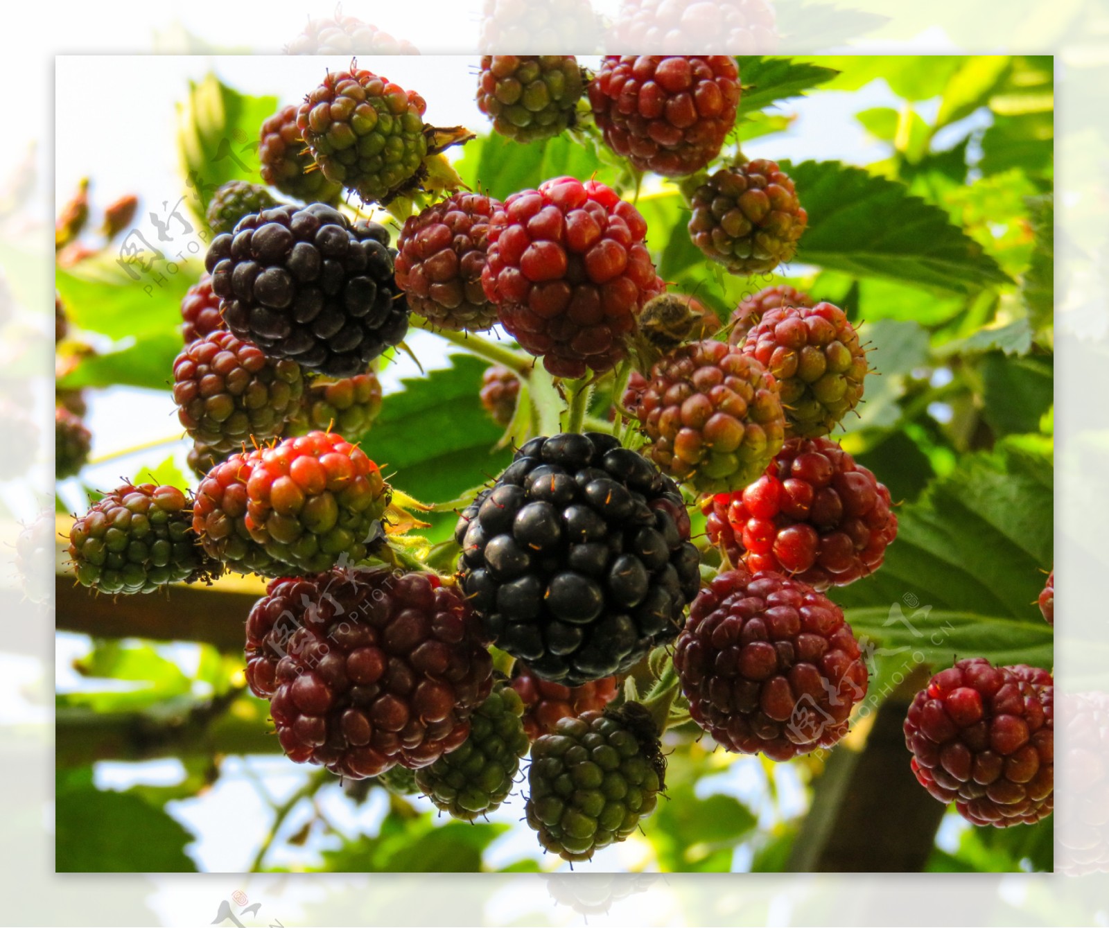 黑树莓树苗盆栽地栽覆盆子苗双季红树莓果苗南方北方种植当年结果-阿里巴巴