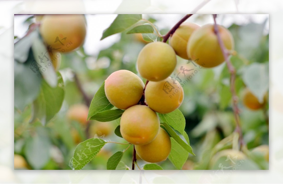 新疆独特的小白杏，能够加工成花样繁多的食品 - 知乎