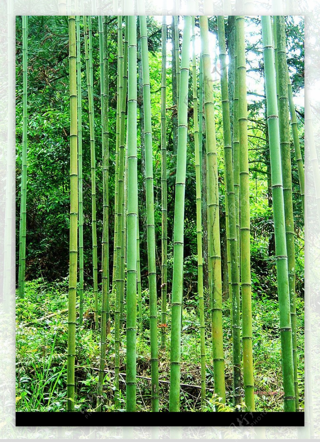 竹子2图片