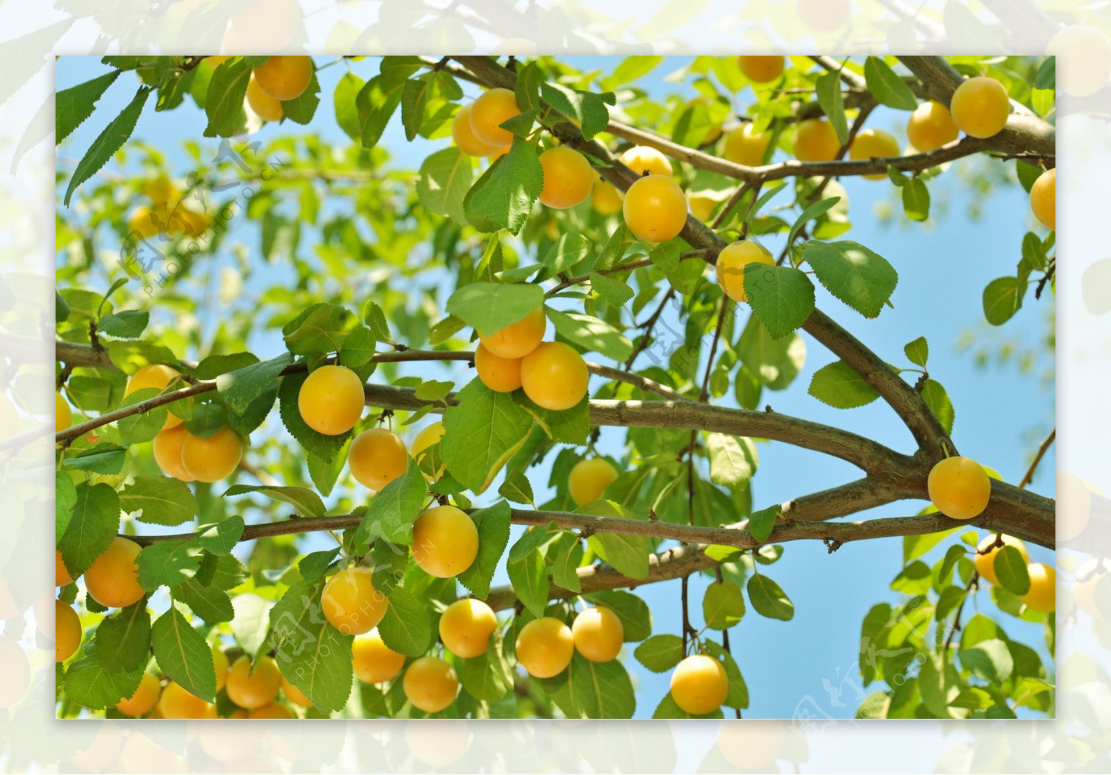 杏子杏树图片
