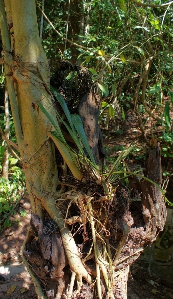 寄生的热带植物图片