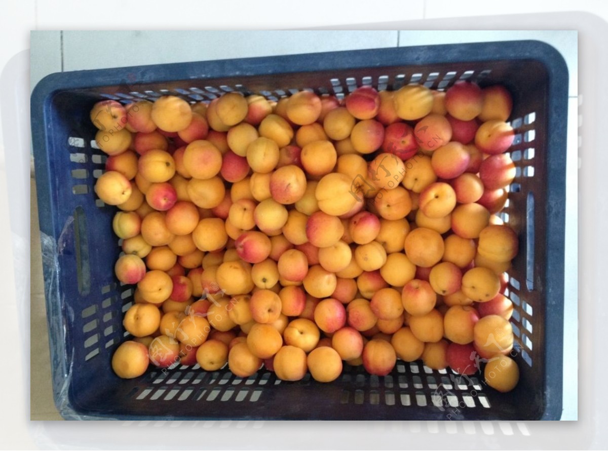 新鲜野生的杏子图片