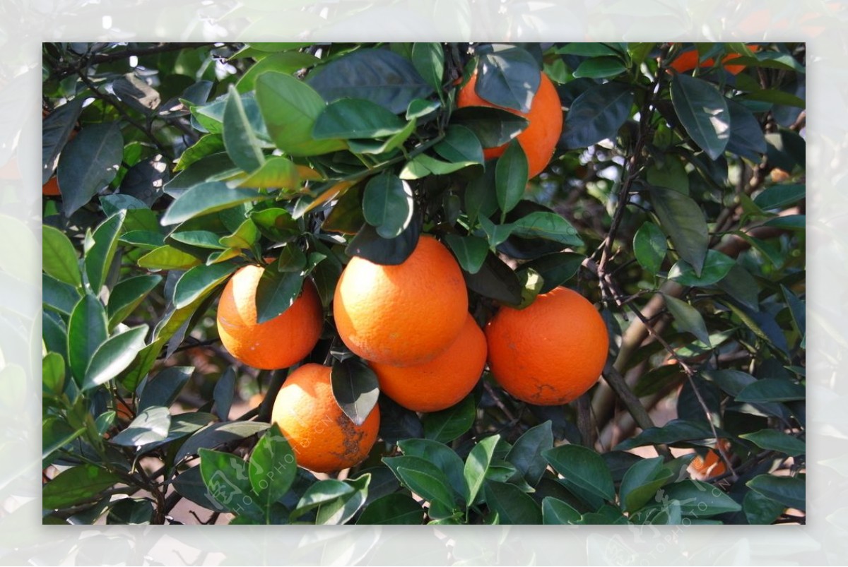 脐橙树图片