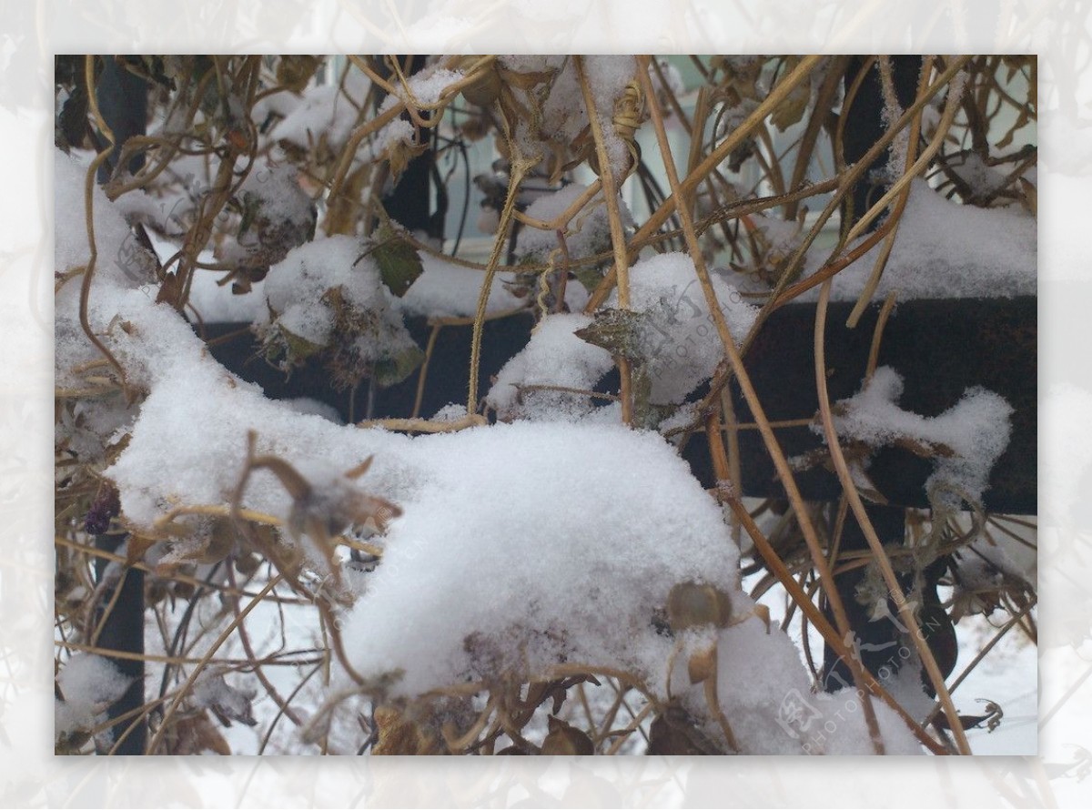 积雪图片