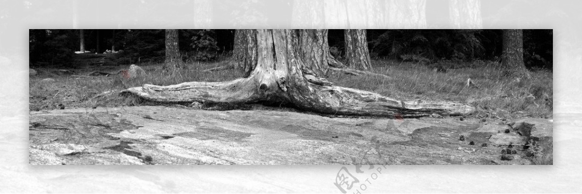 旅游印记老树根枯萎的老树图片