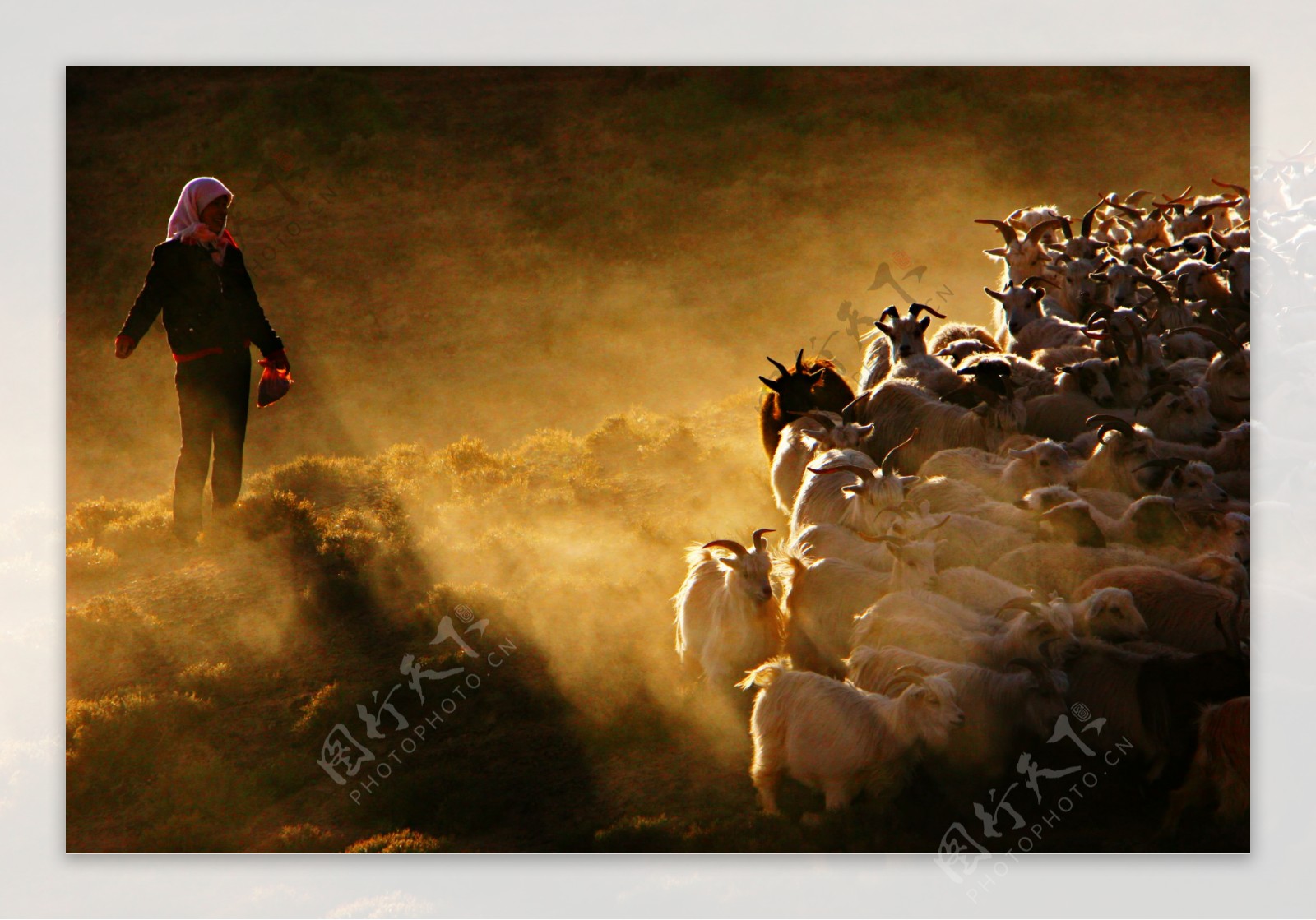 草原放牧羊群图片