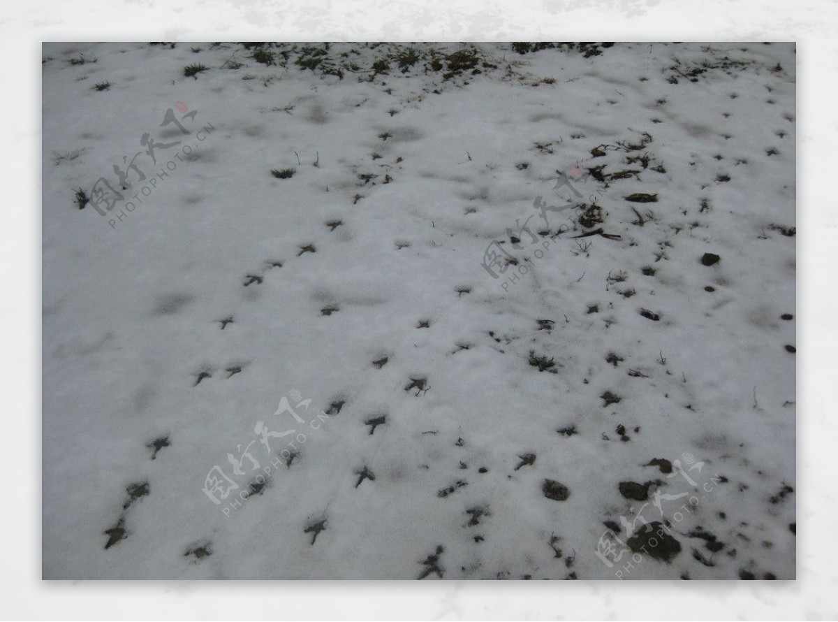 雪地上的脚印图片