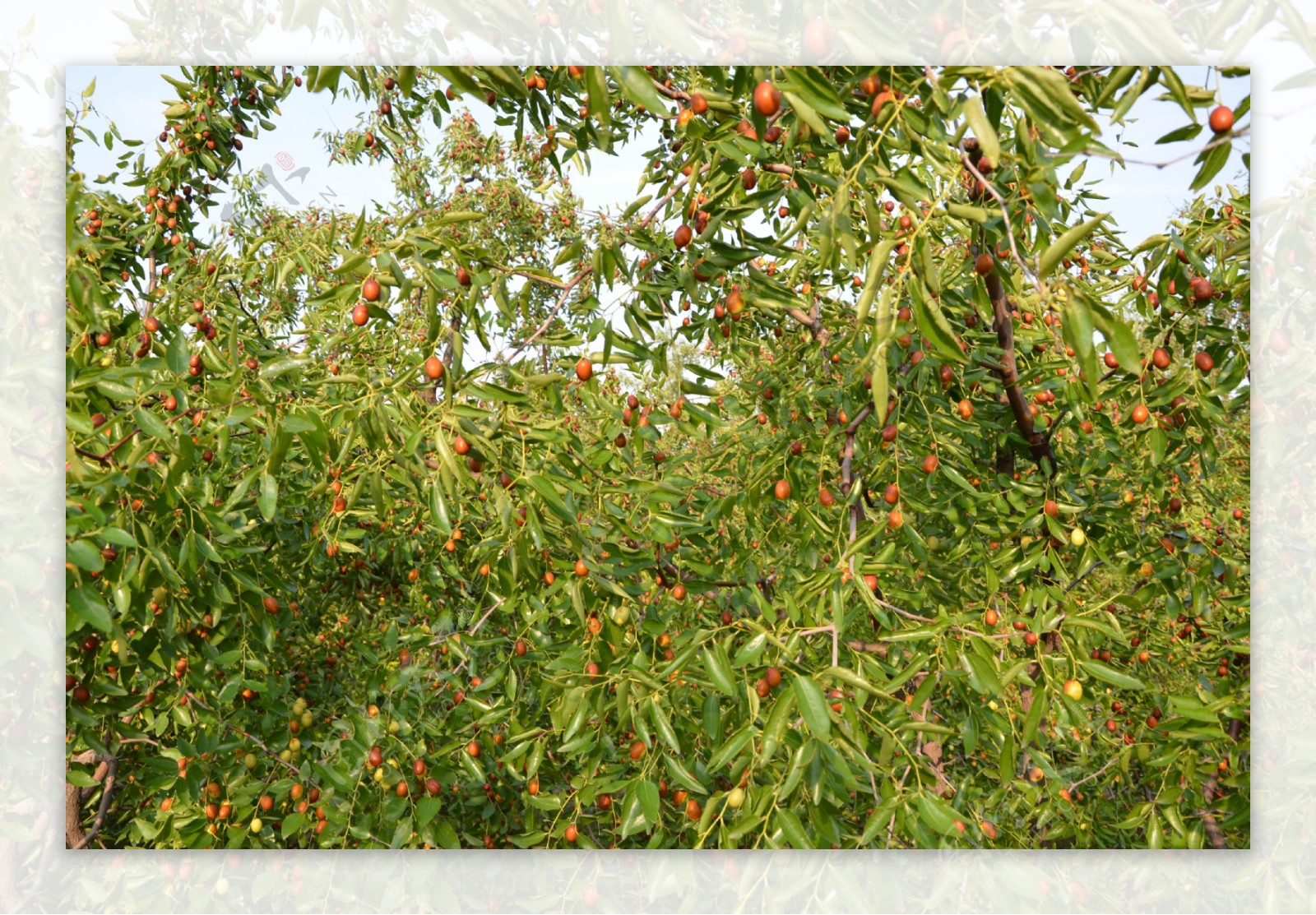 熟透的枣树图片