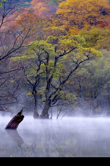 湖面上树图片