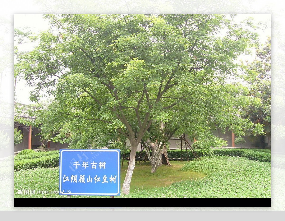 江阴红豆树2图片