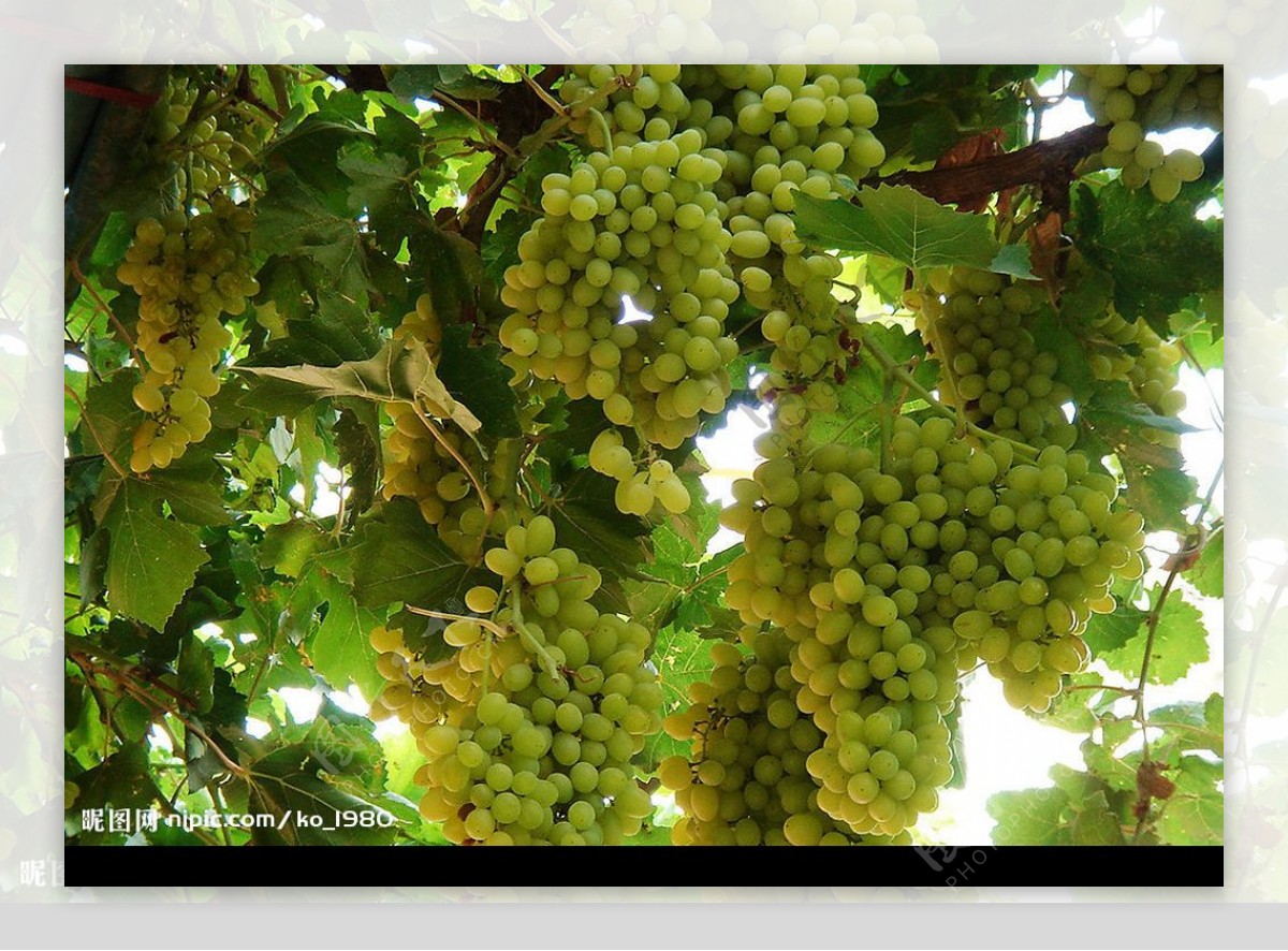 吐鲁番的葡萄图片