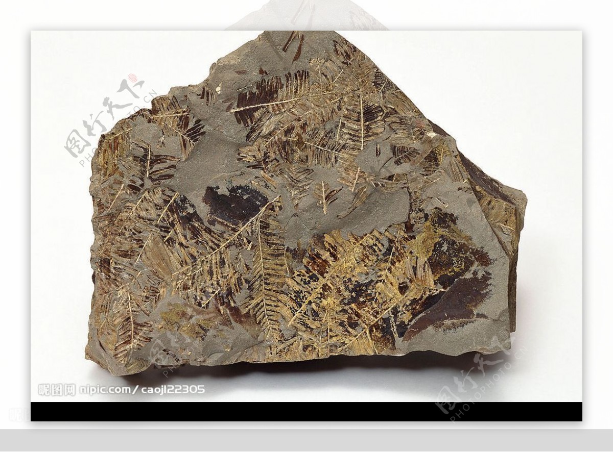 化石标本蕨类图片