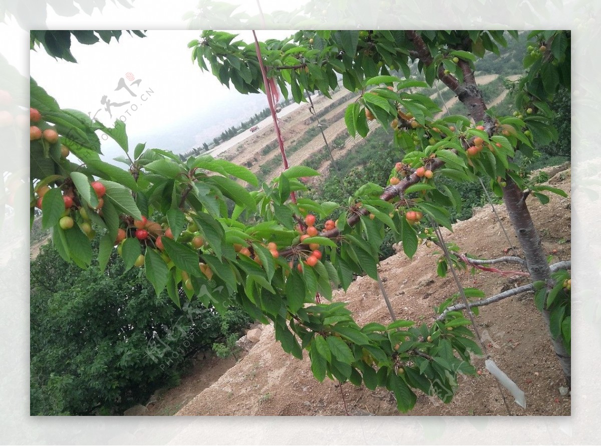 樱桃硕果累累夏天图片