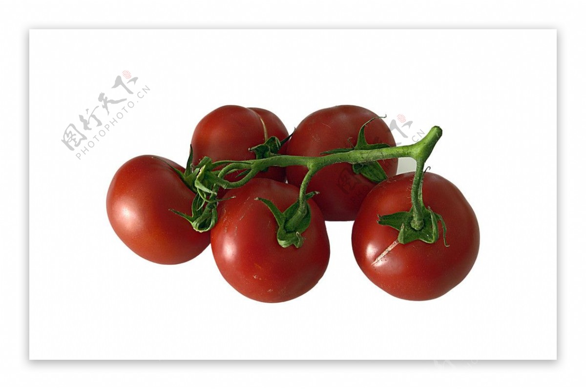 一串西红柿图片
