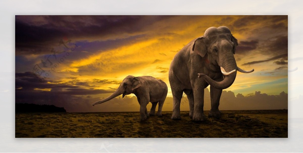 大象与小象图片