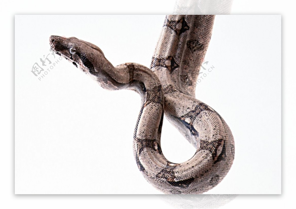 蛇蟒蛇图片