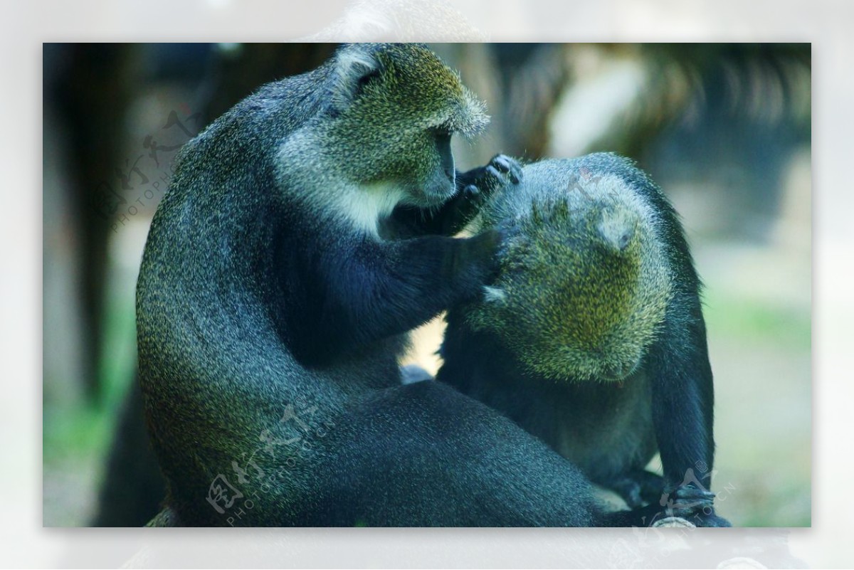 吃橙子的猴子高清图片下载-正版图片500228385-摄图网