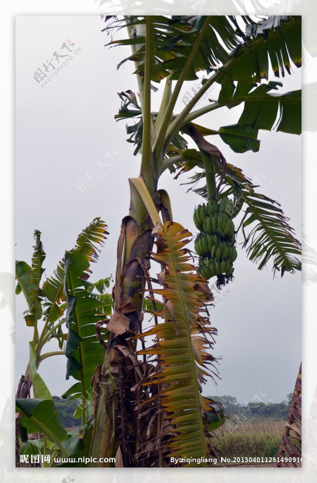 香蕉香蕉林香蕉树图片