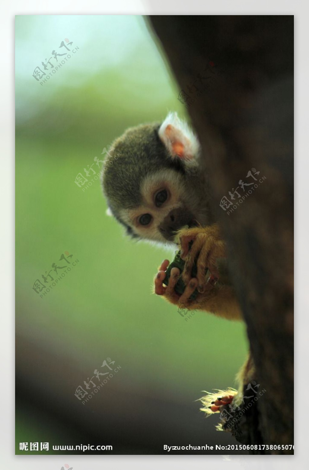 吃黄瓜的小猴子图片