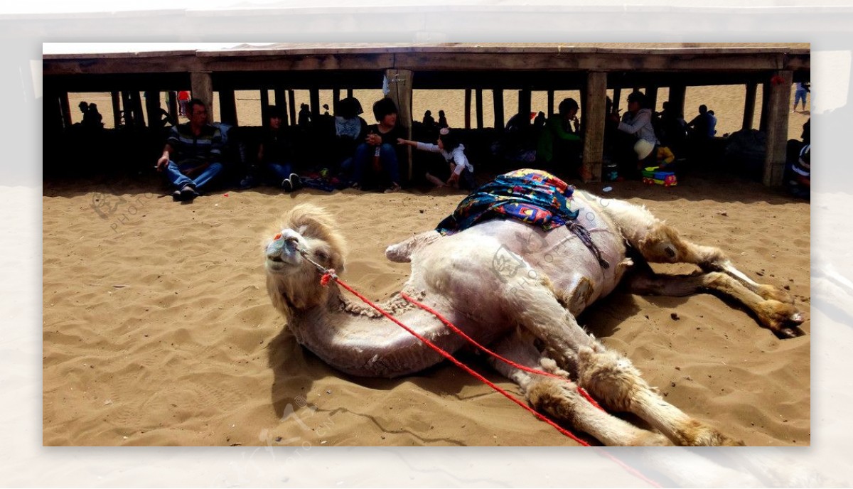 享受太阳的骆驼图片
