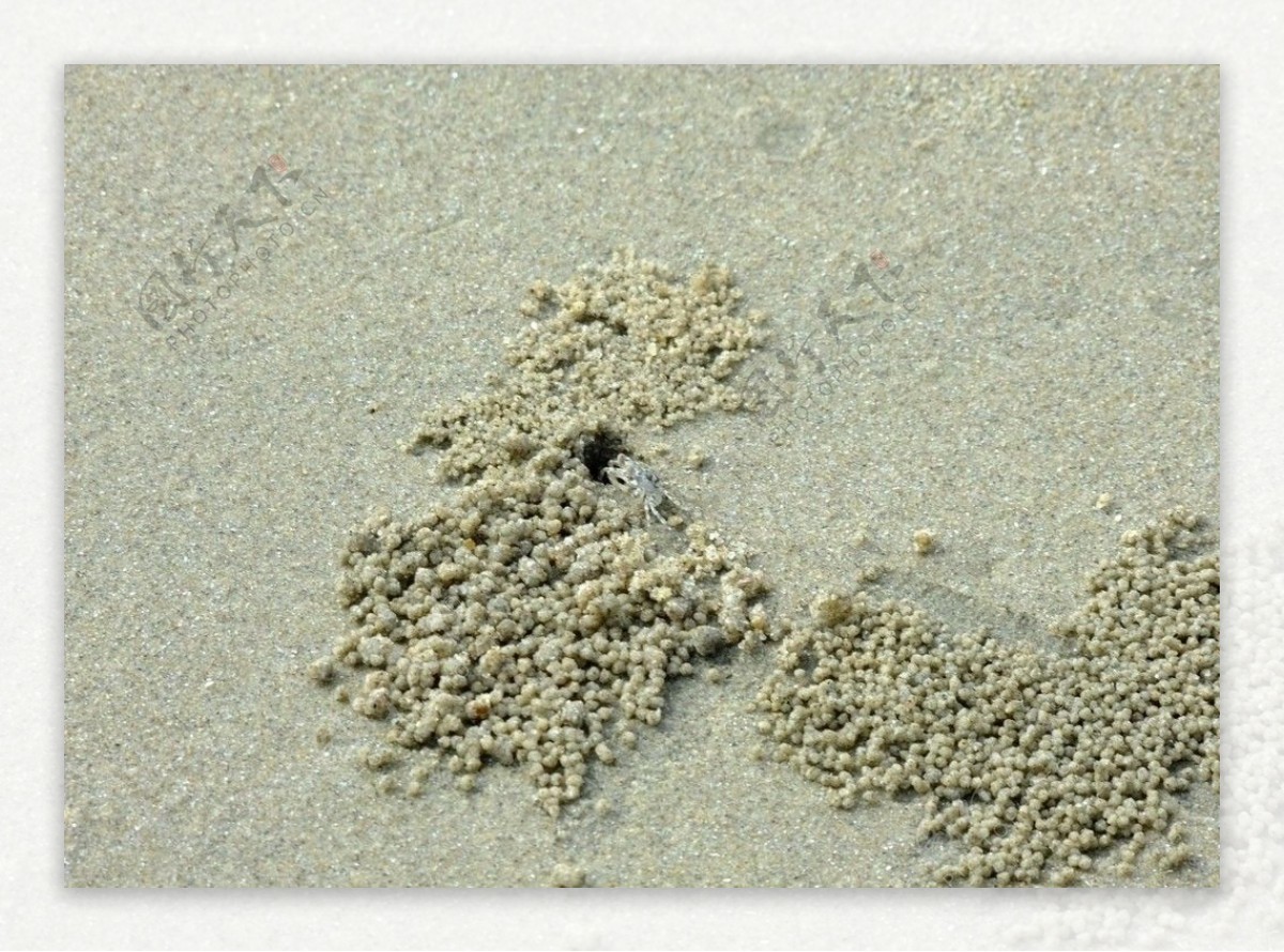 沙与蟹图片