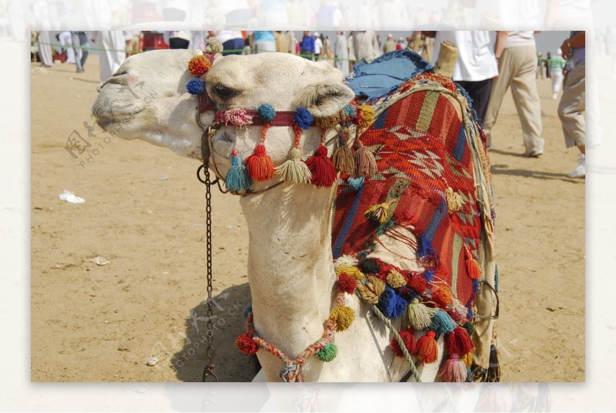倔强的埃及骆驼图片