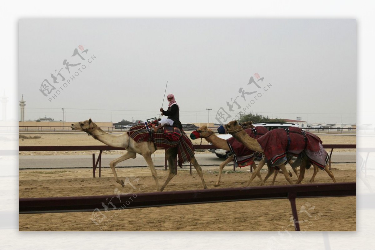 骆驼赛道热身图片