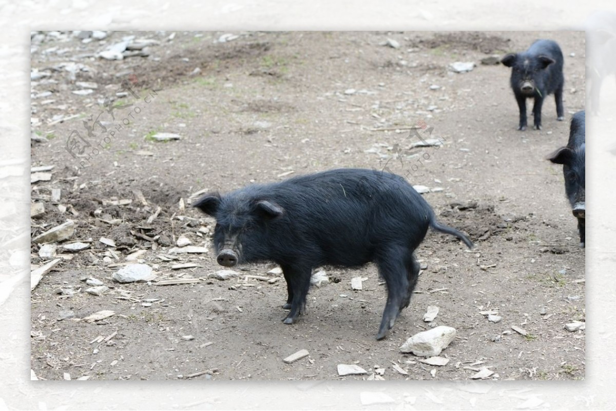 藏香猪的生活图片