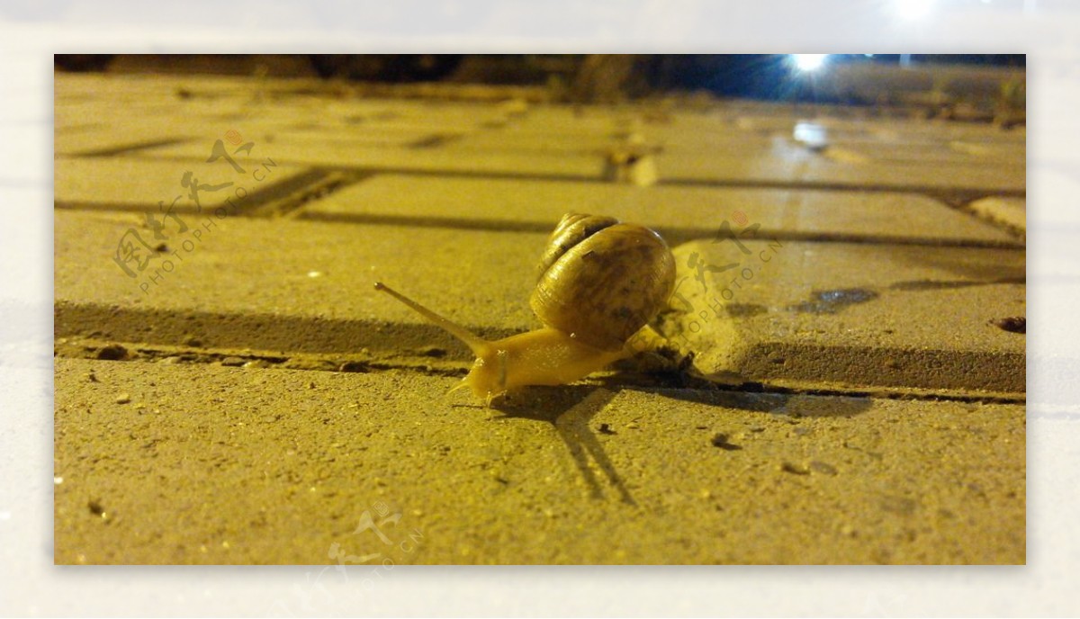 蜗牛1图片