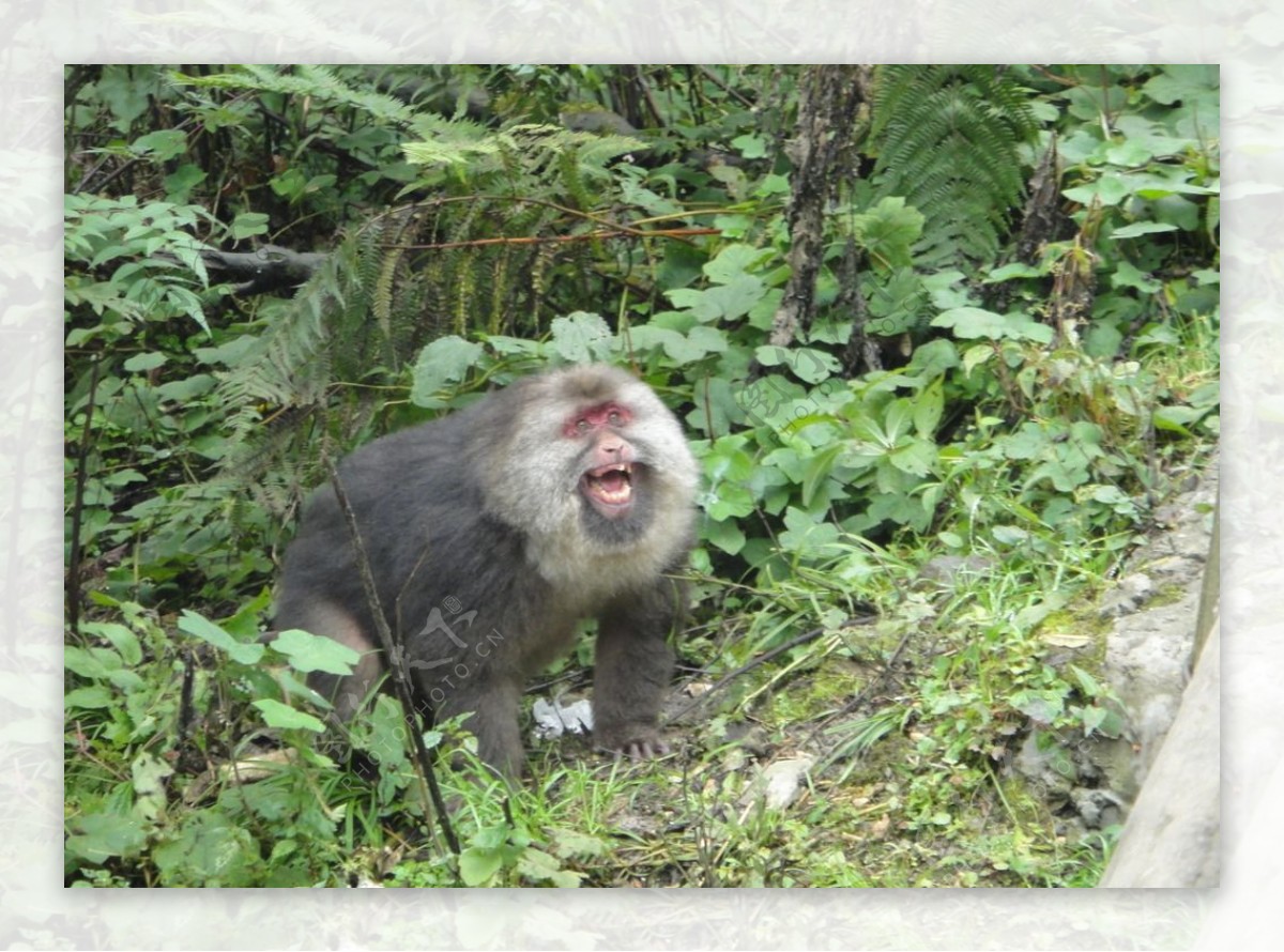 峨眉山发怒的野猴图片